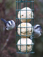 Long tailed tits