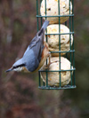 Nuthatch - Parrish's Farm Fat Balls  www.parrishsfarm.co.uk